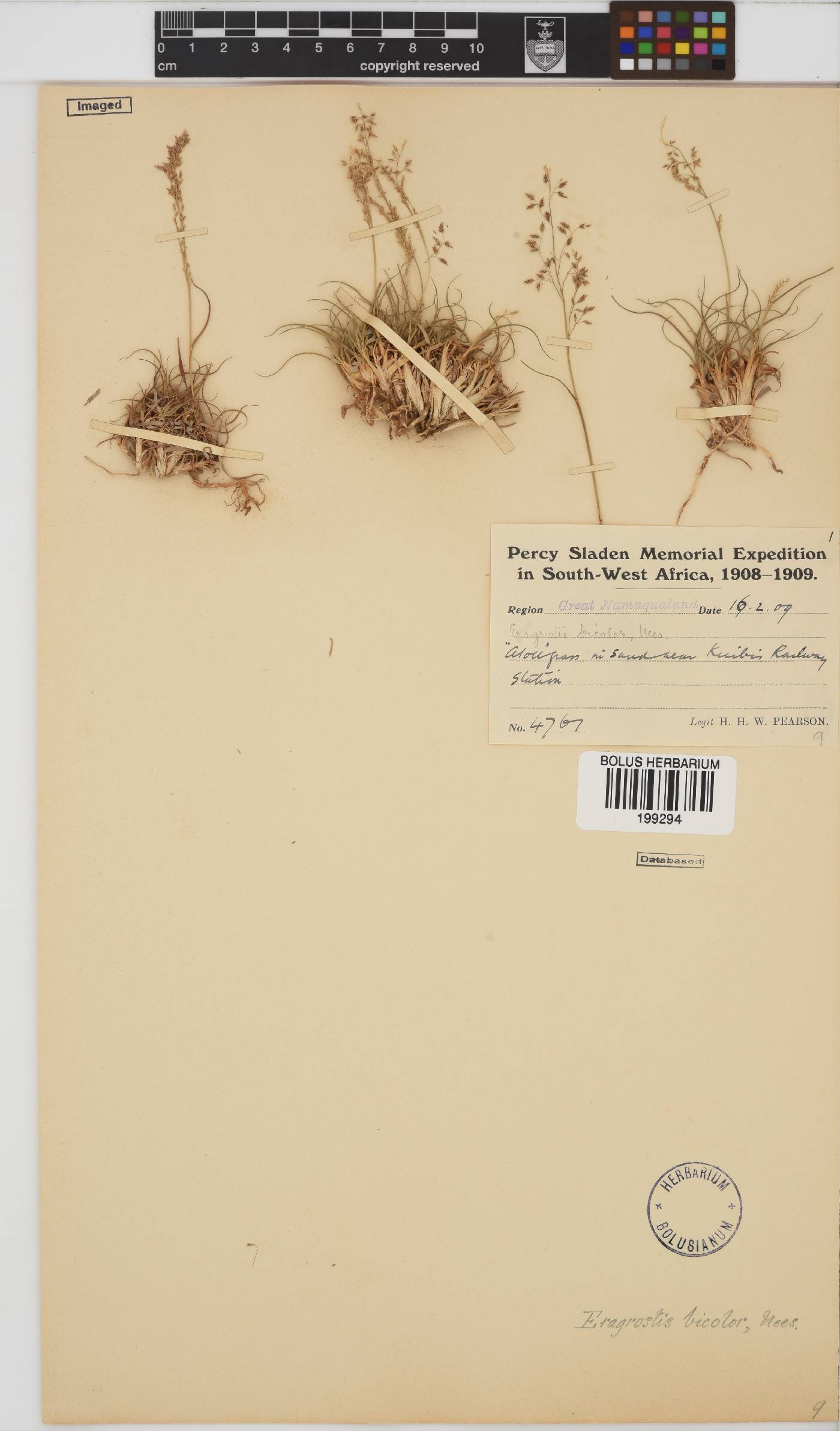 Eragrostis bicolor image