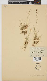 Eragrostis bicolor image