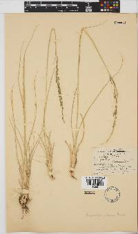 Eragrostis plana image