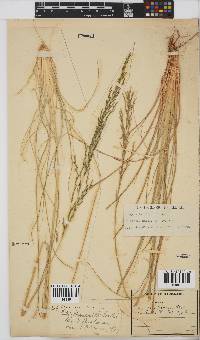 Eragrostis plana image