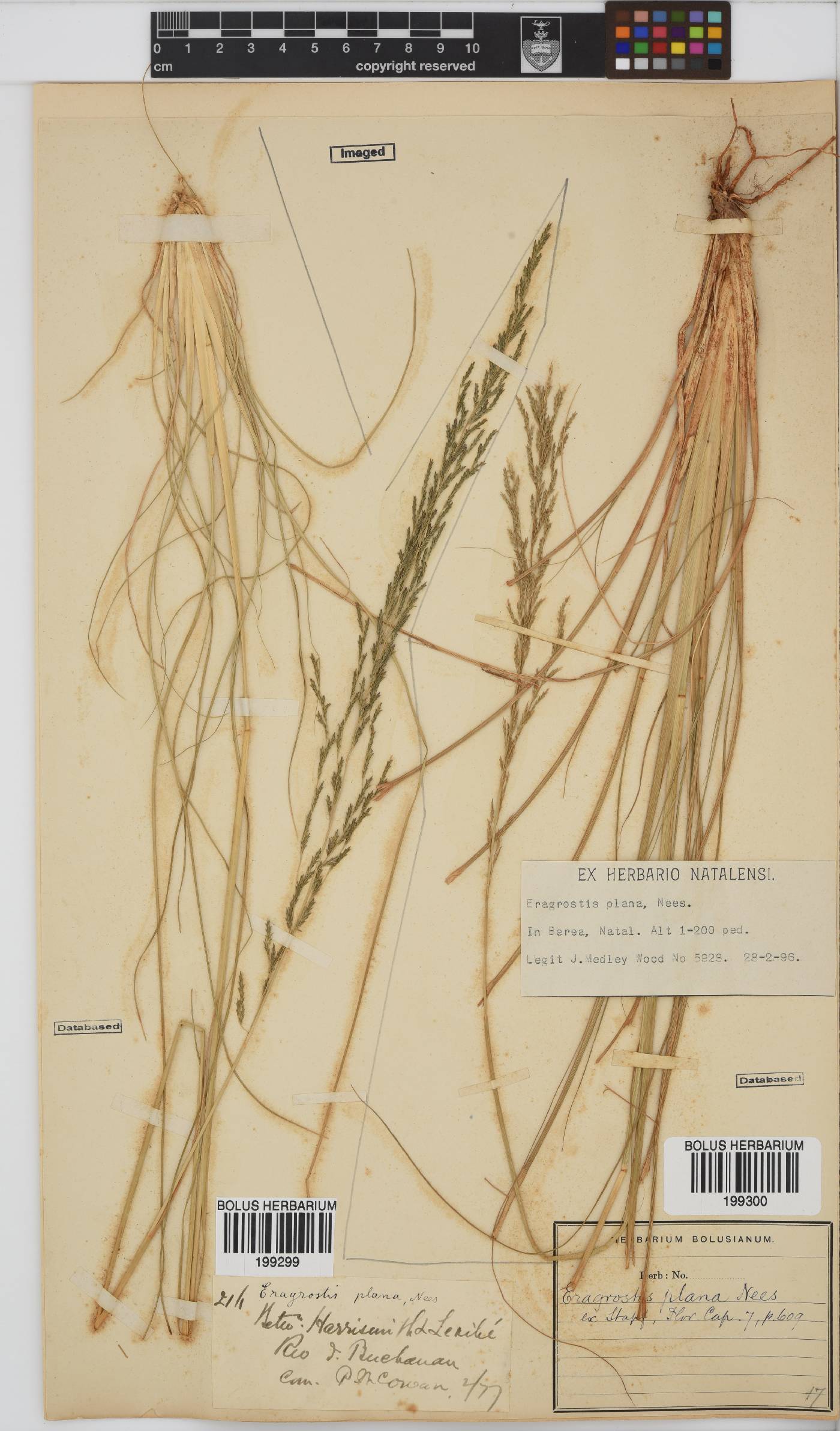 Eragrostis plana image