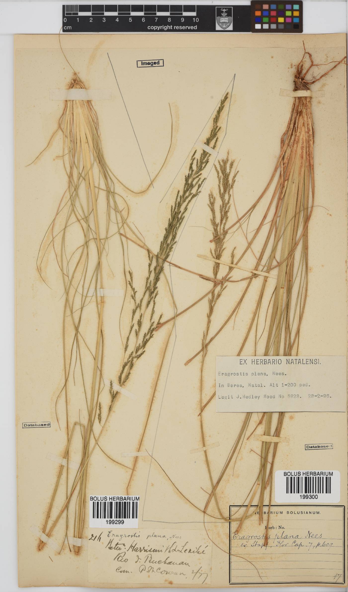 Eragrostis plana image