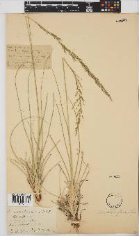 Eragrostis plana image