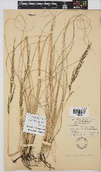 Eragrostis plana image