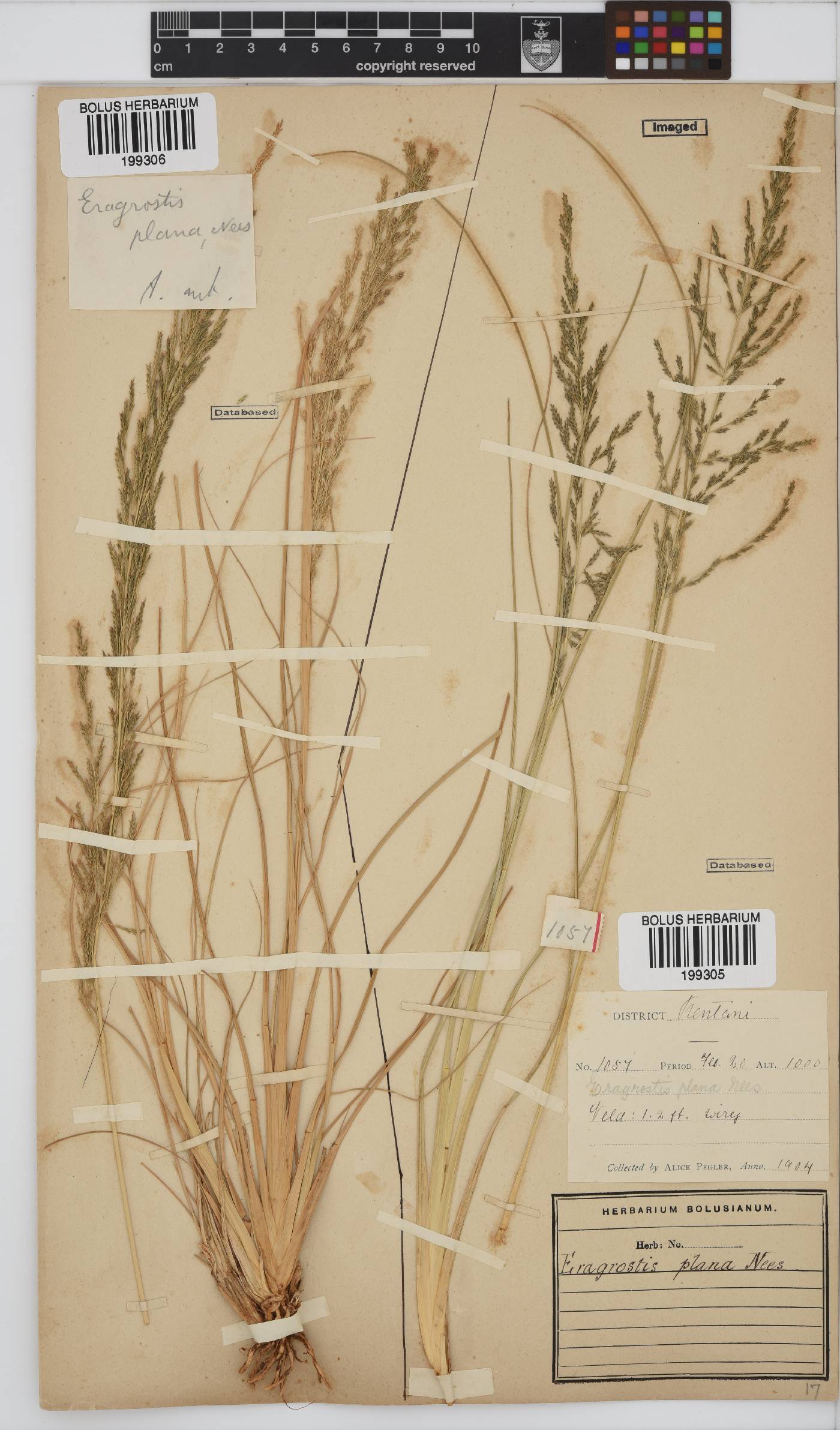 Eragrostis plana image