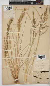 Eragrostis plana image