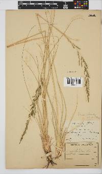 Eragrostis plana image