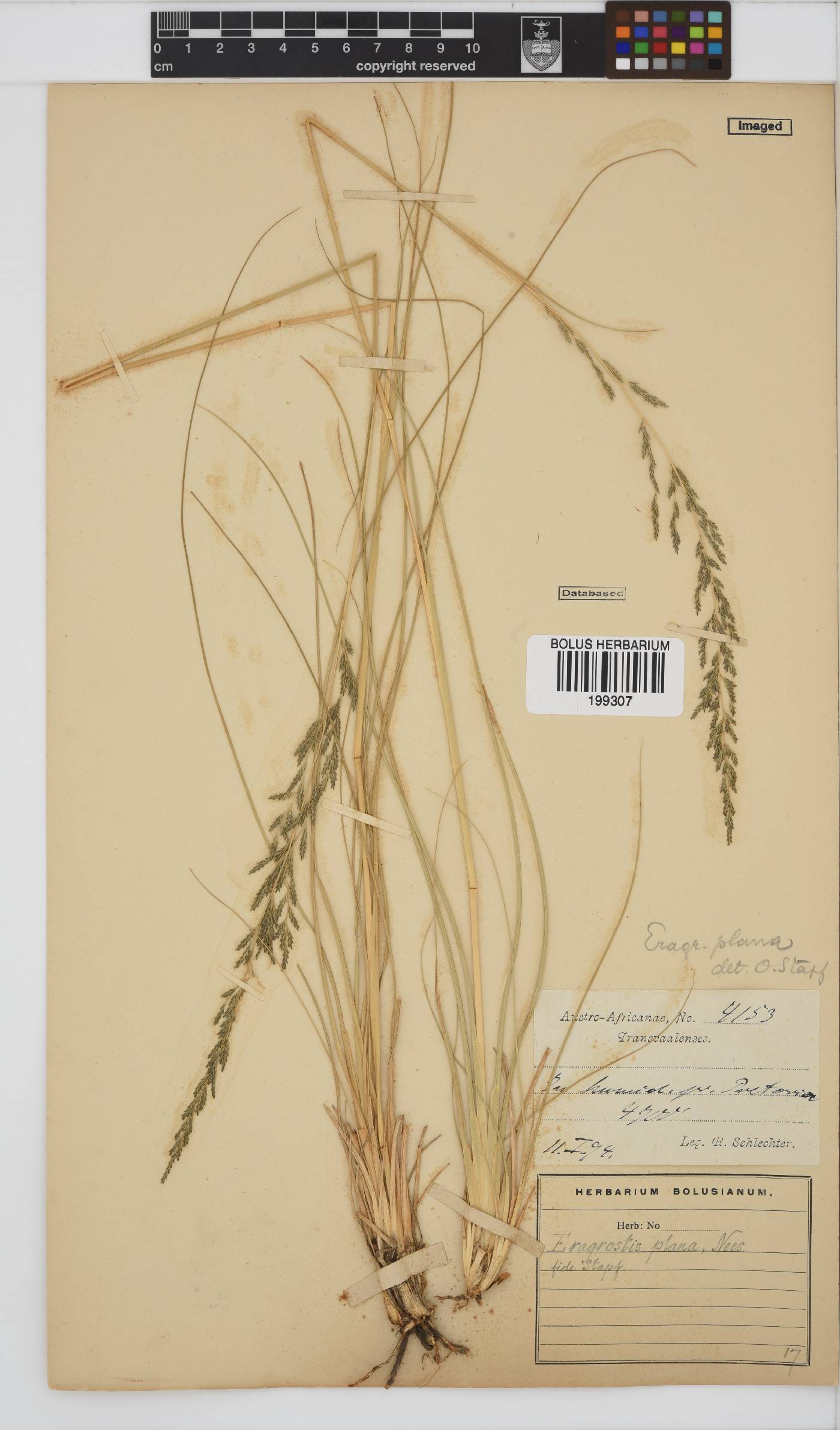 Eragrostis plana image