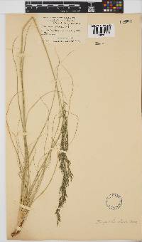 Eragrostis plana image