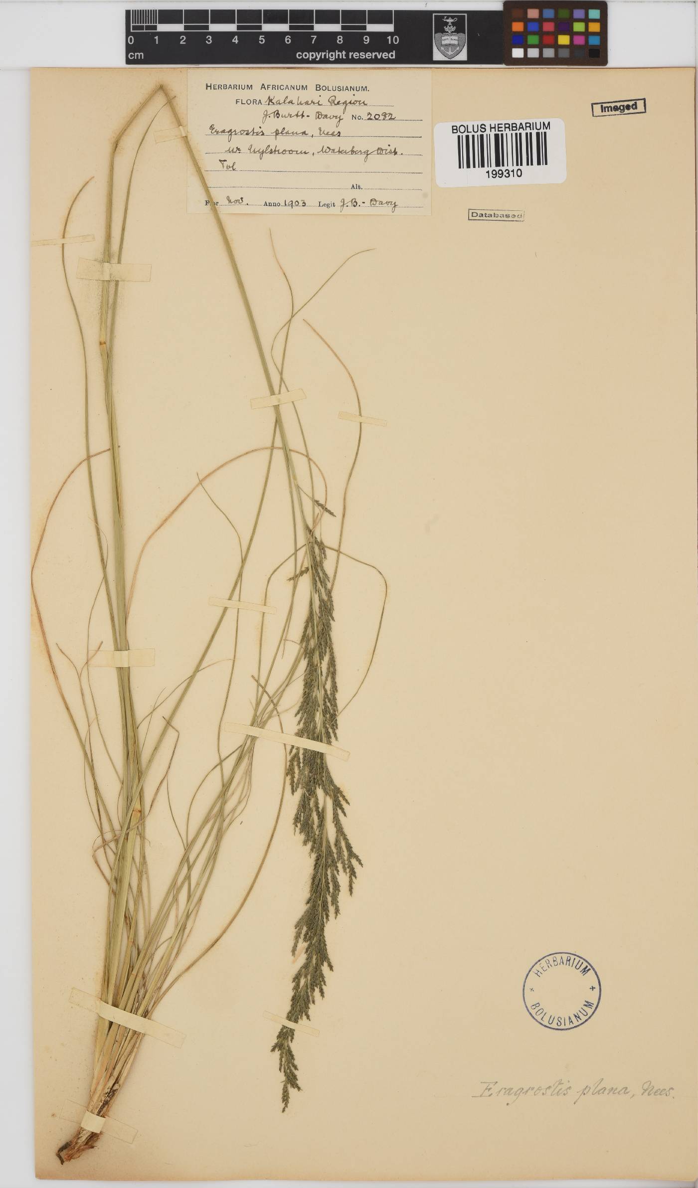 Eragrostis plana image