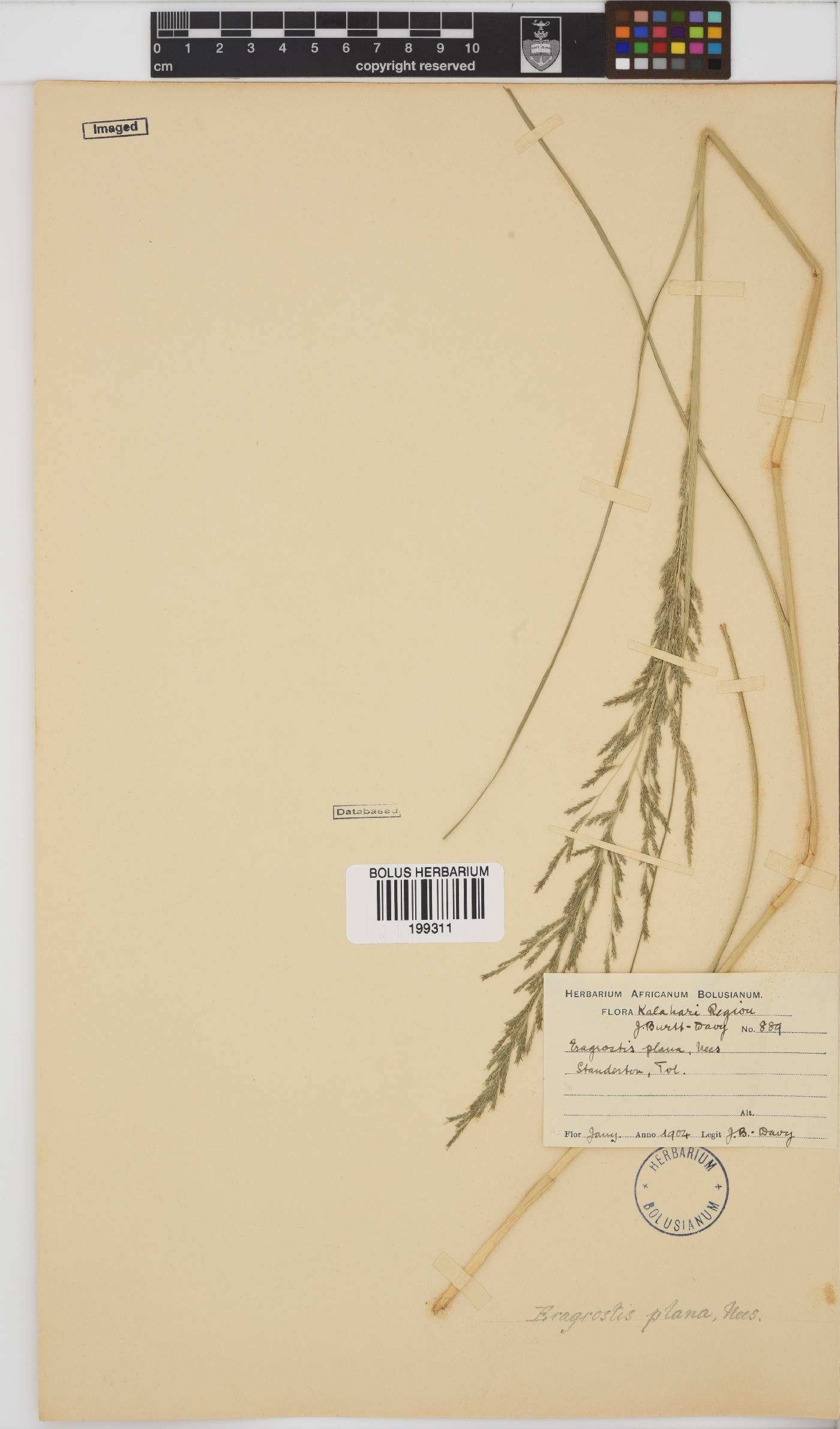 Eragrostis plana image