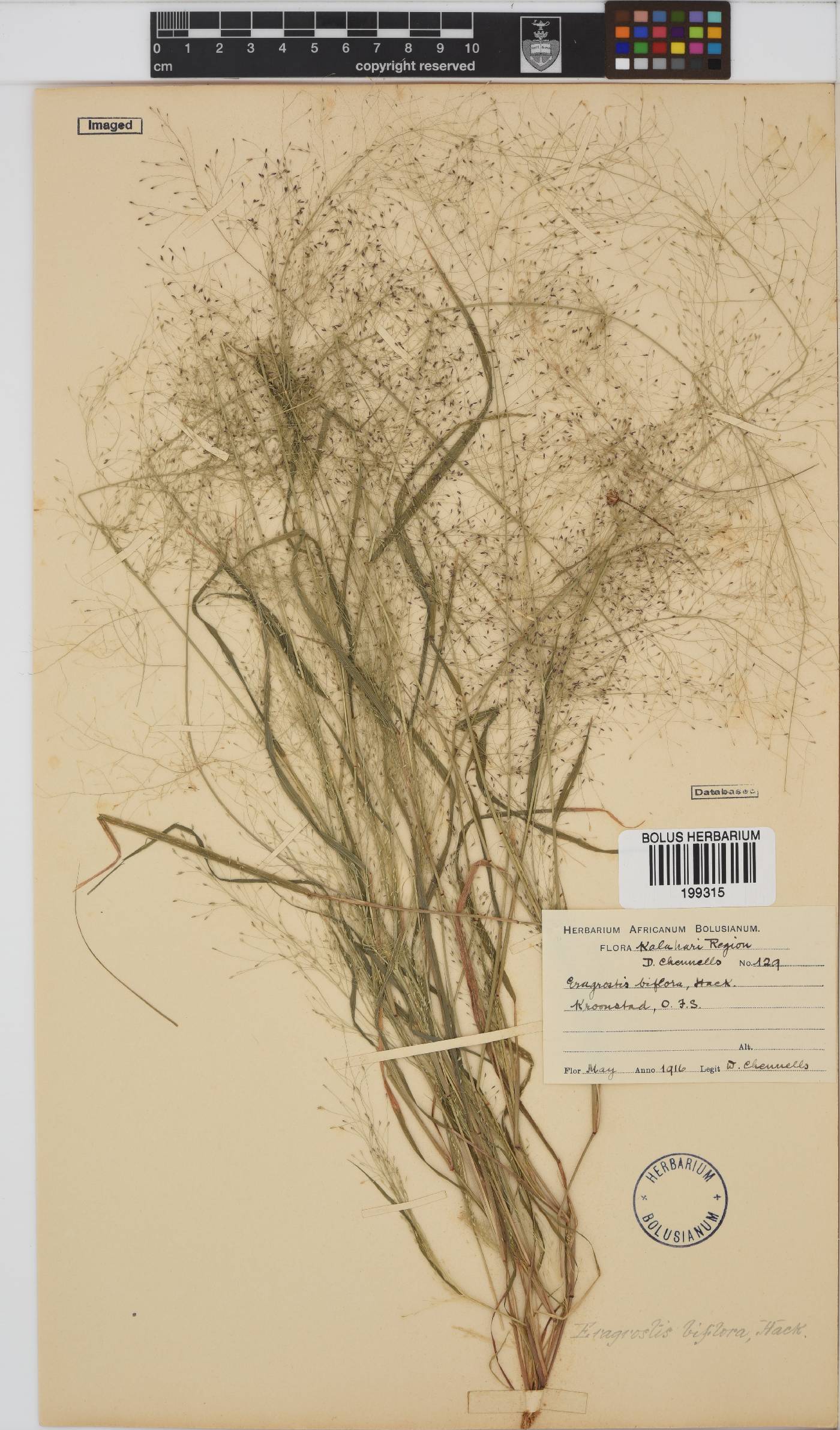 Eragrostis biflora image