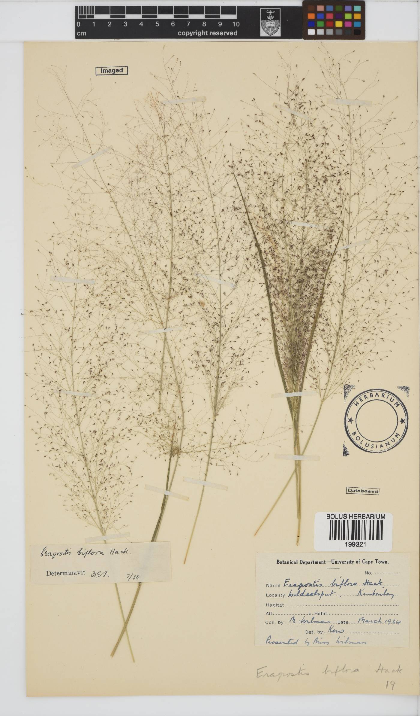 Eragrostis biflora image