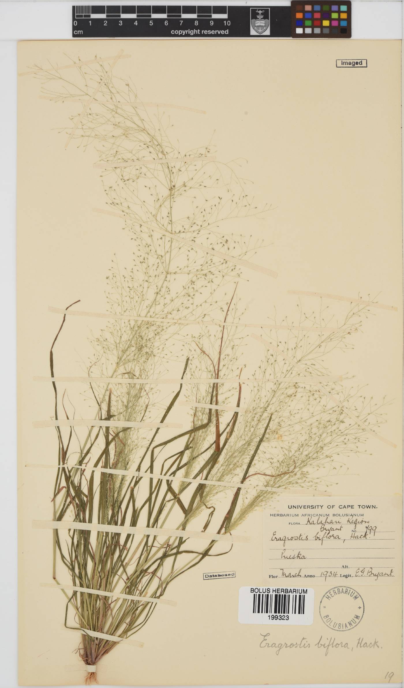 Eragrostis biflora image