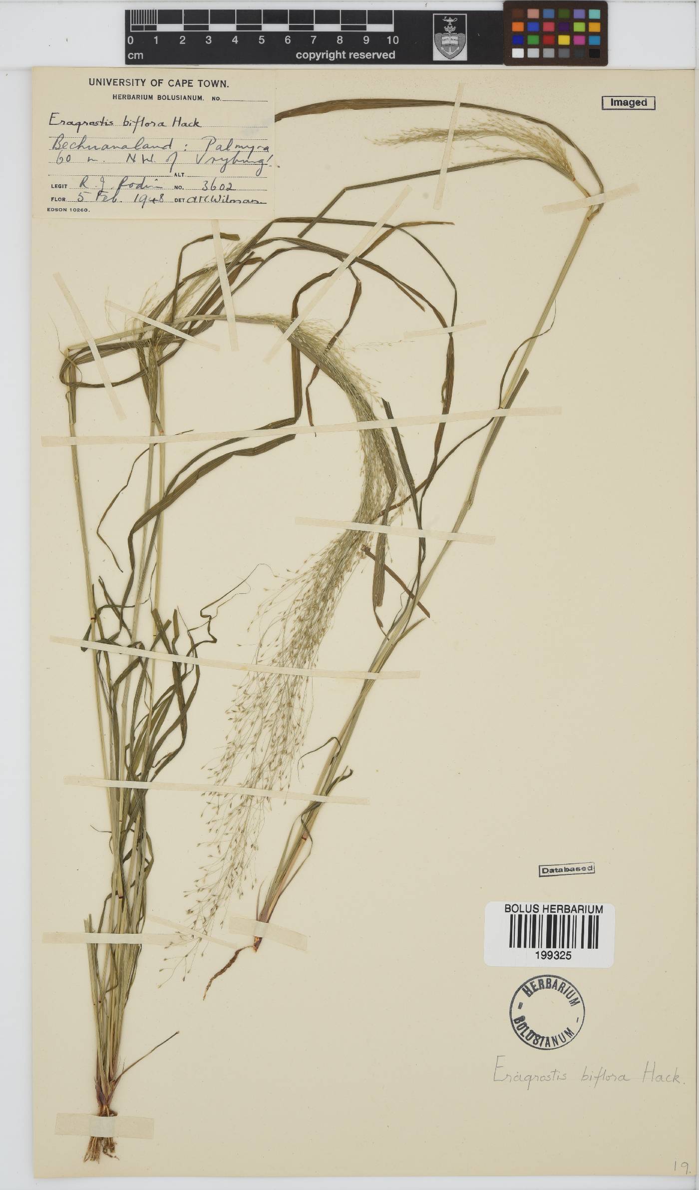 Eragrostis biflora image