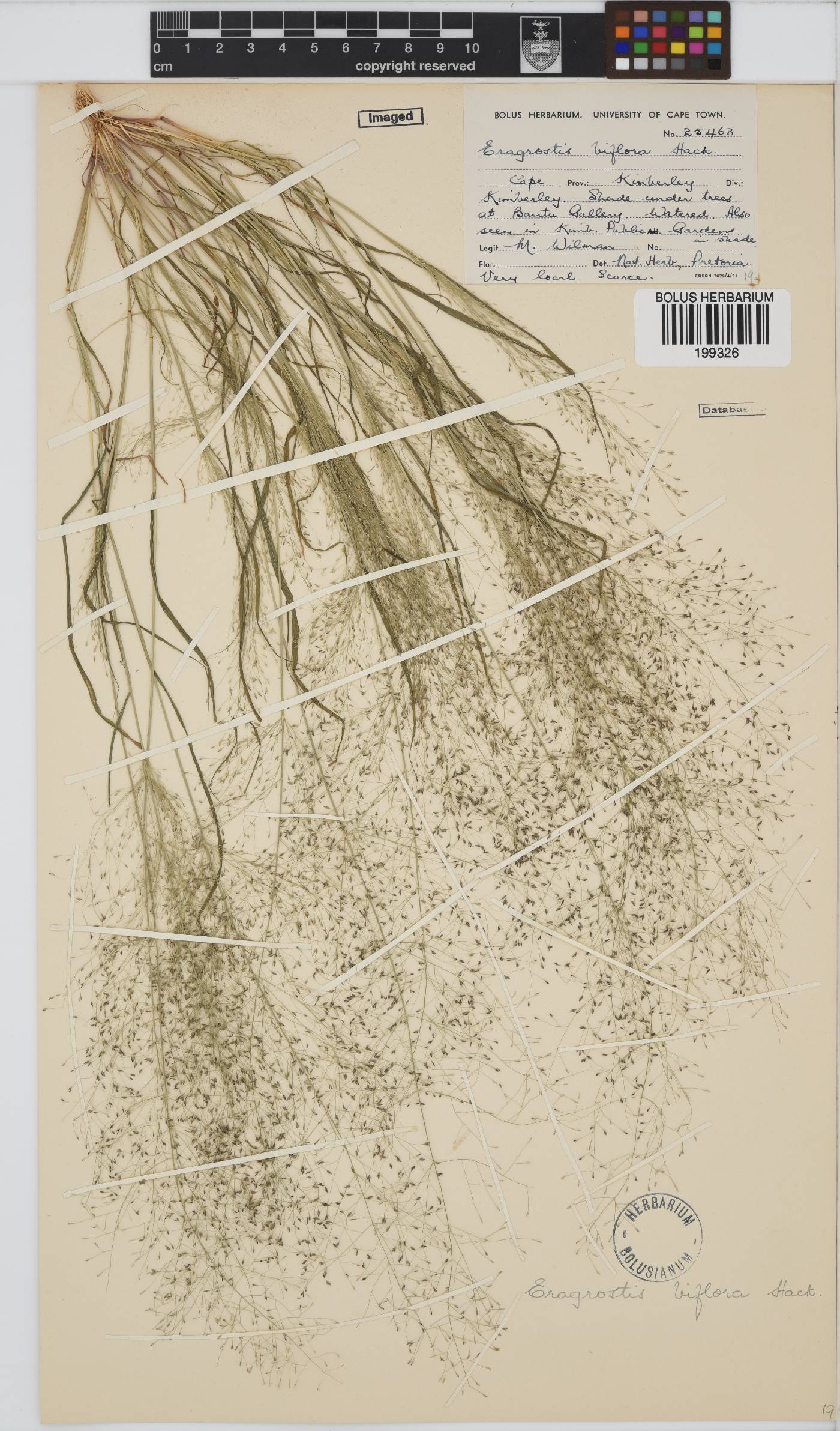 Eragrostis biflora image