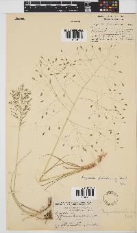 Eragrostis patentissima image