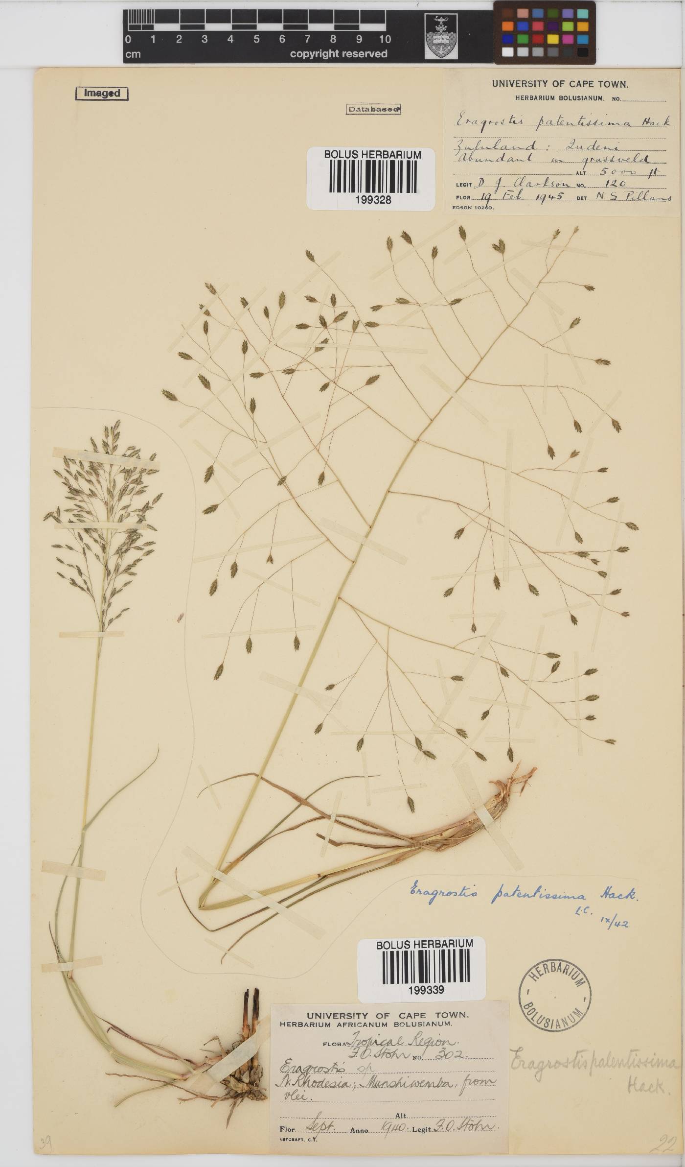 Eragrostis patentissima image