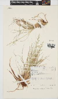 Eragrostis nindensis image