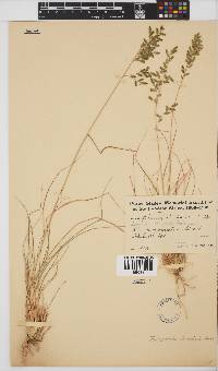 Eragrostis nindensis image