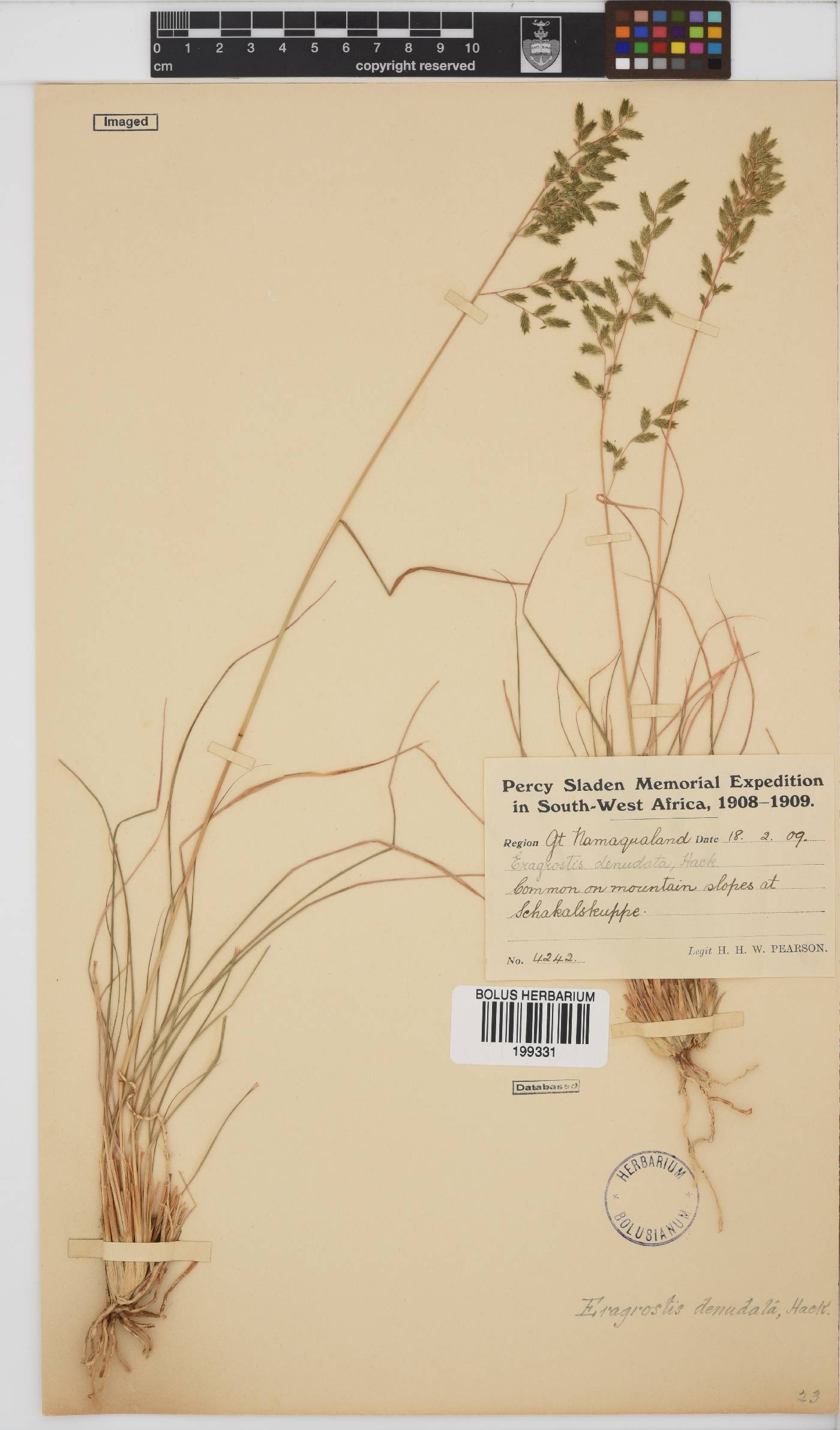 Eragrostis nindensis image