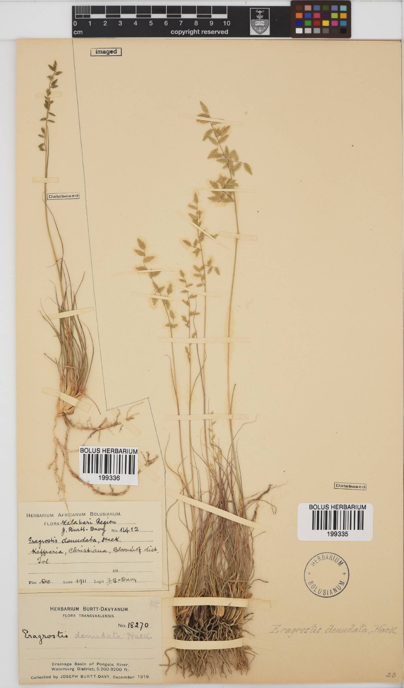 Eragrostis nindensis image