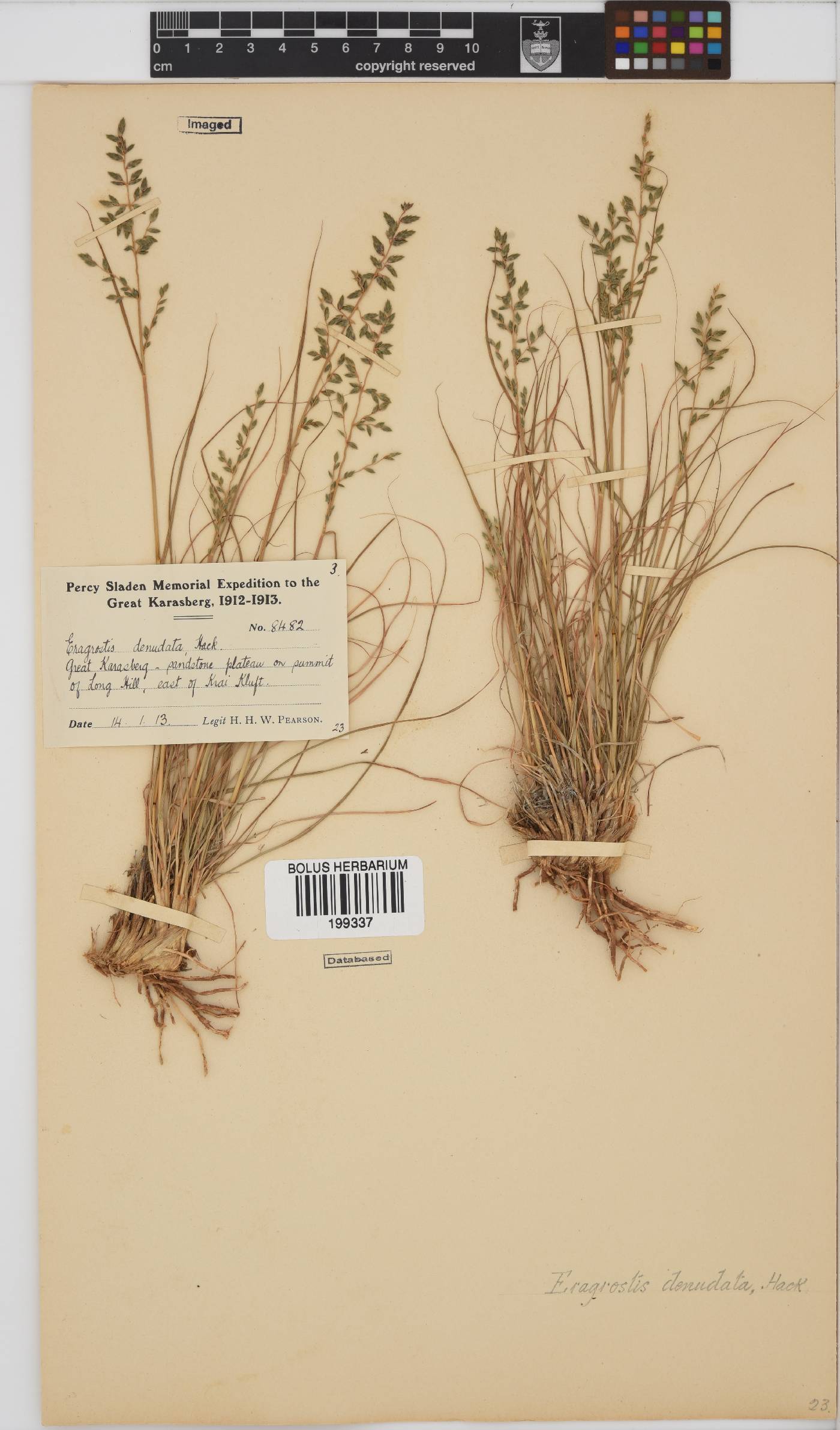 Eragrostis nindensis image