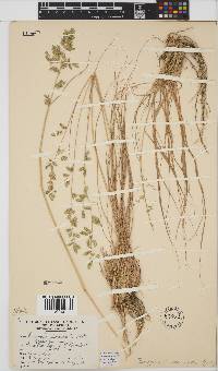 Eragrostis nindensis image