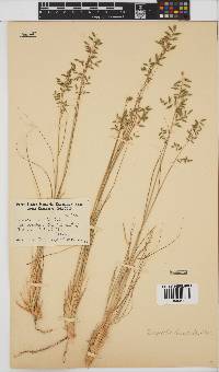 Eragrostis nindensis image