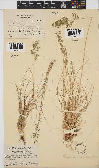 Eragrostis nindensis image