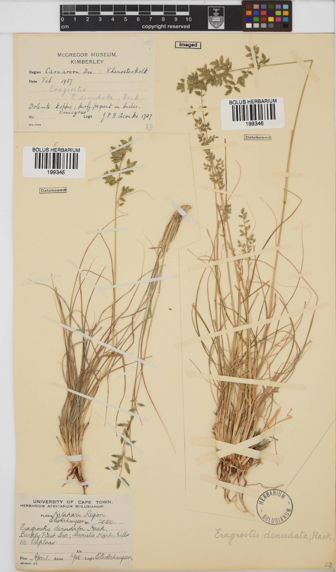 Eragrostis nindensis image