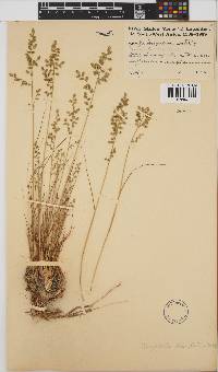 Eragrostis nindensis image