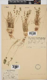 Eragrostis nindensis image