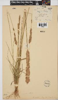 Eragrostis chapelieri image