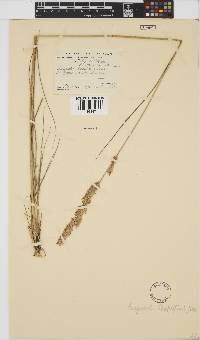 Eragrostis chapelieri image