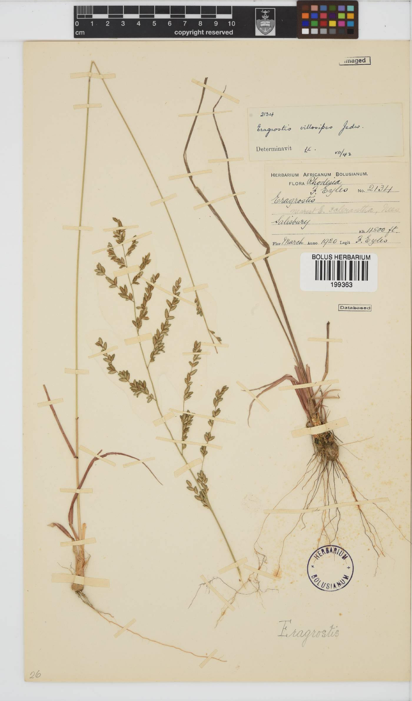 Eragrostis sclerantha image