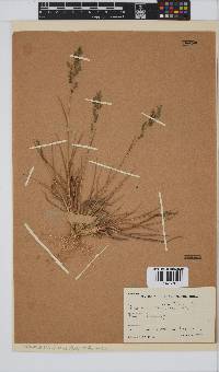 Eragrostis racemosa image