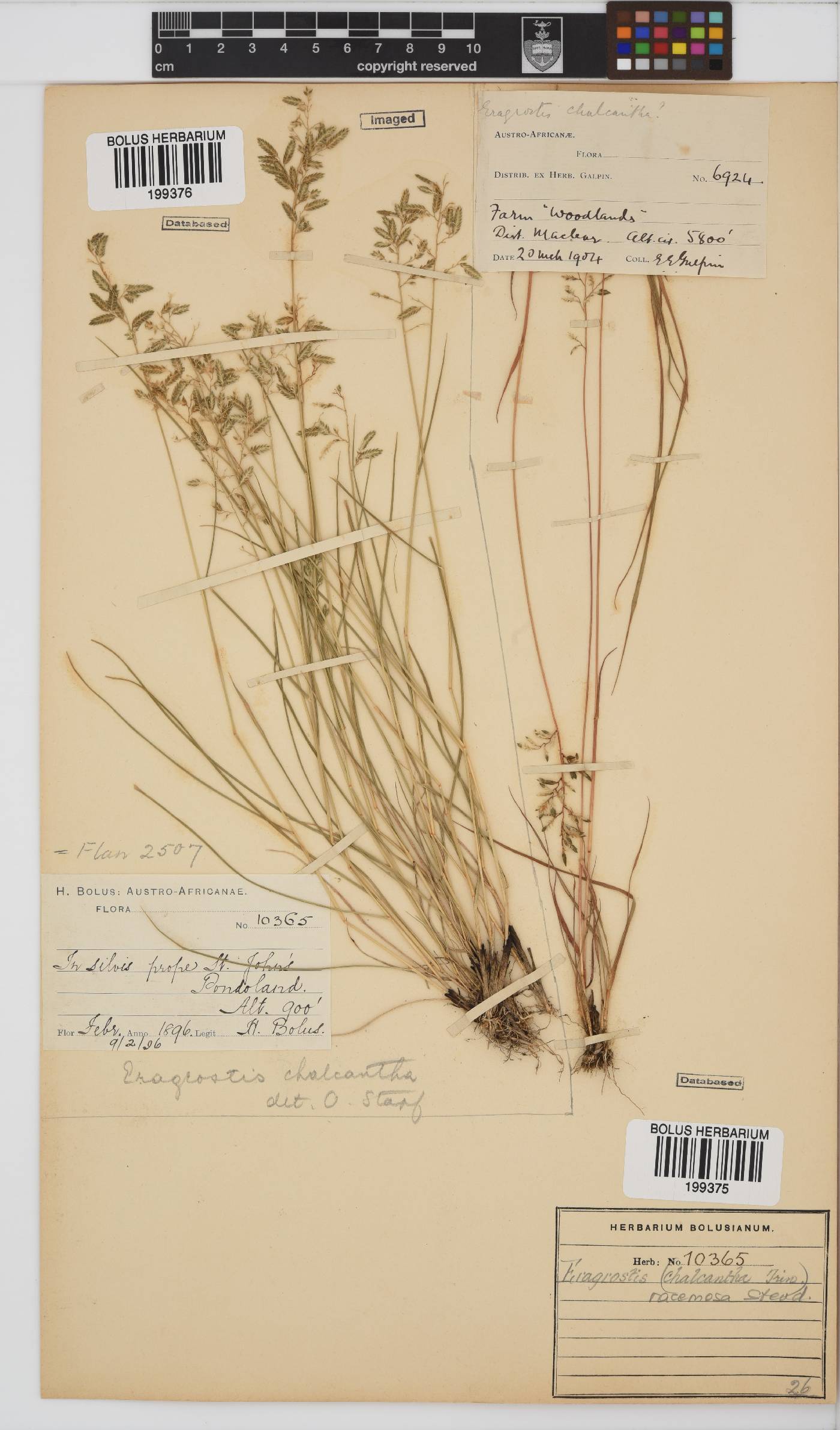 Eragrostis racemosa image