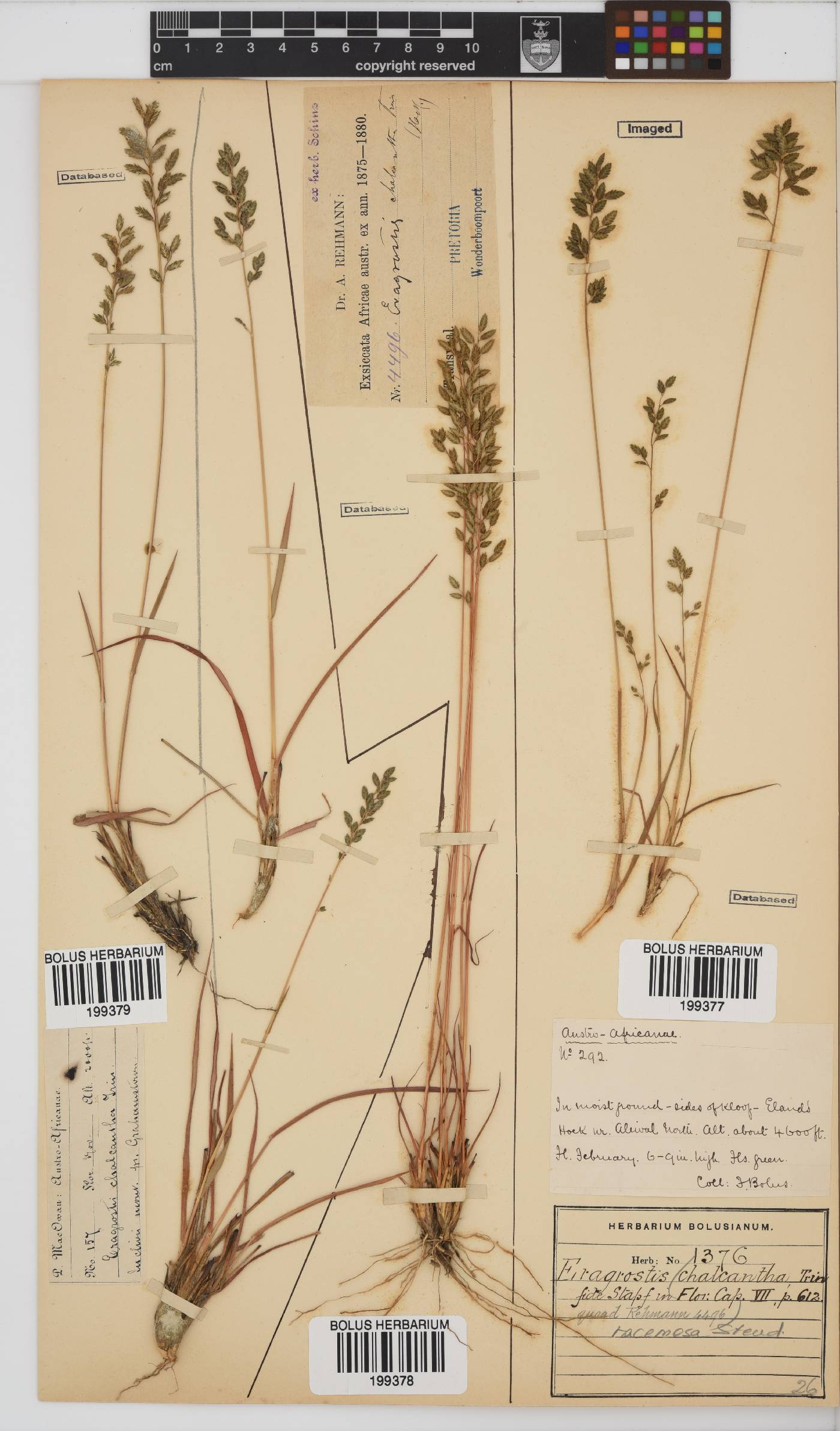 Eragrostis racemosa image