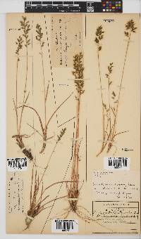 Eragrostis racemosa image