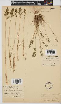 Eragrostis racemosa image