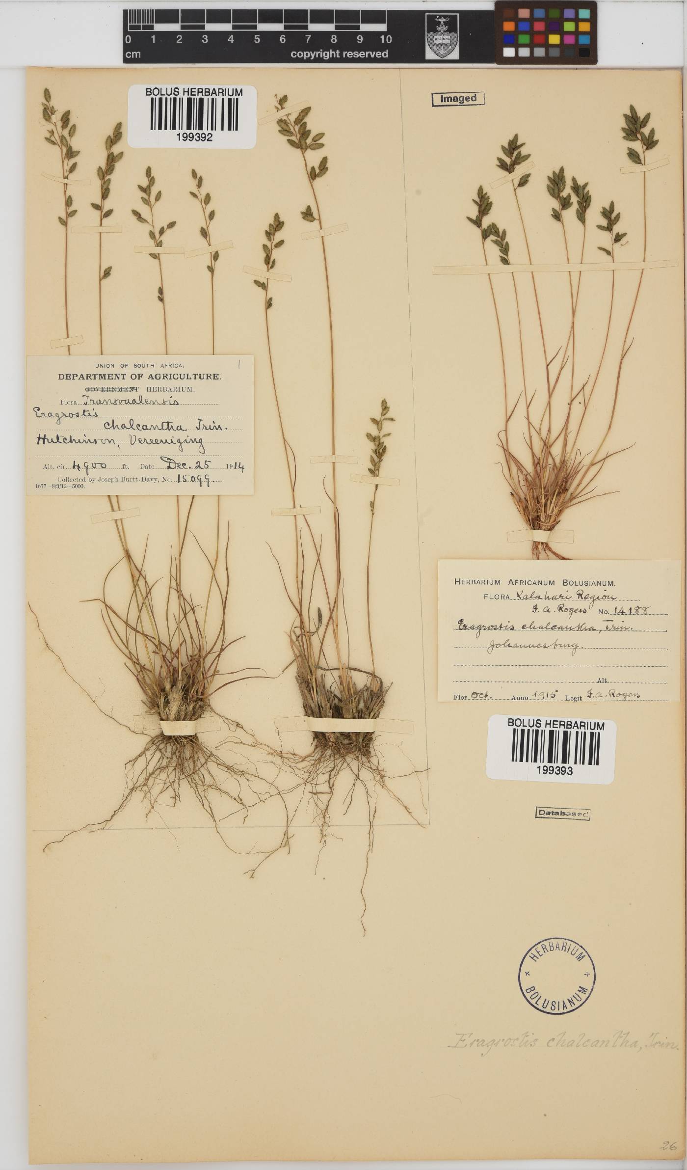 Eragrostis racemosa image
