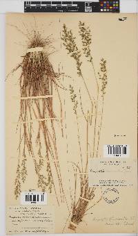 Eragrostis racemosa image