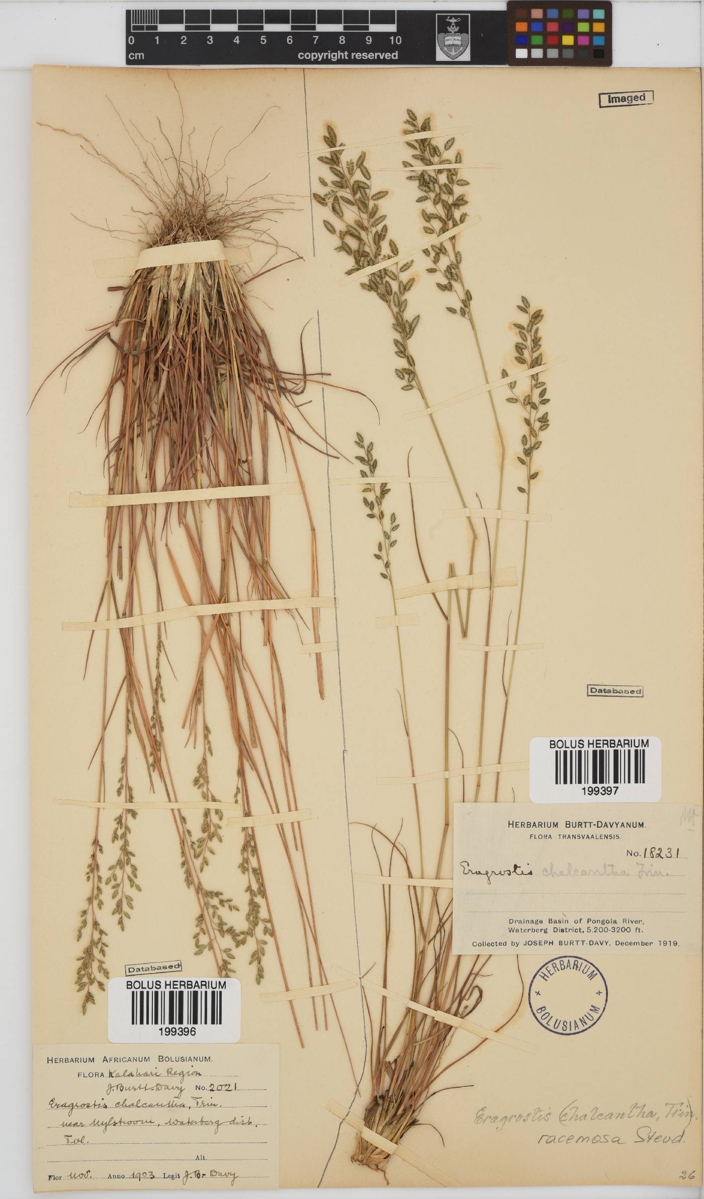 Eragrostis racemosa image