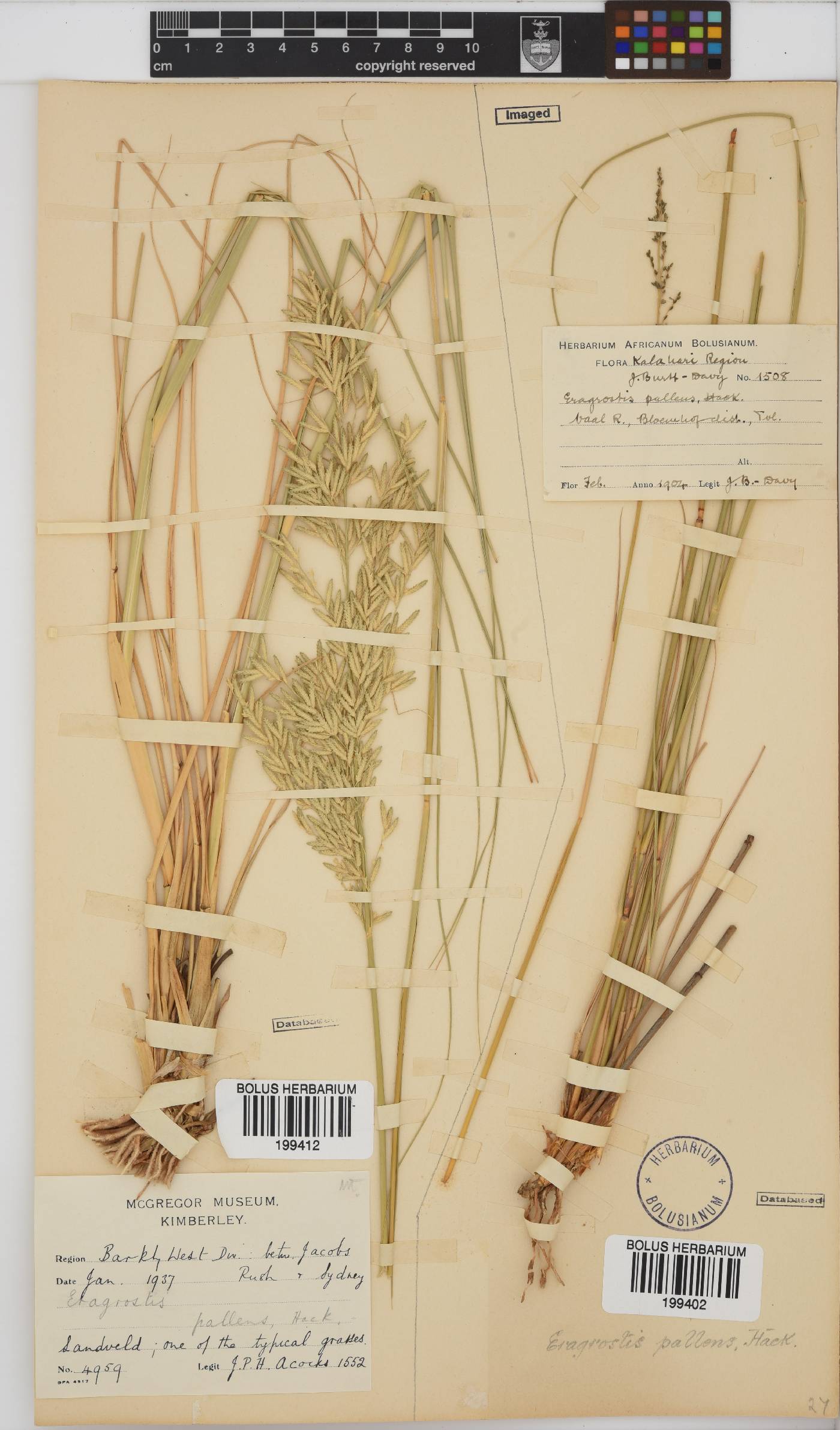 Eragrostis pallens image