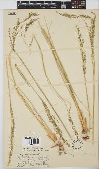 Eragrostis pallens image