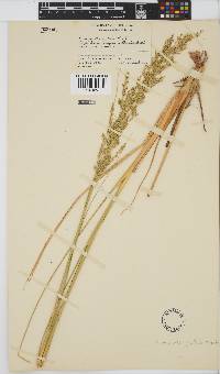 Eragrostis pallens image