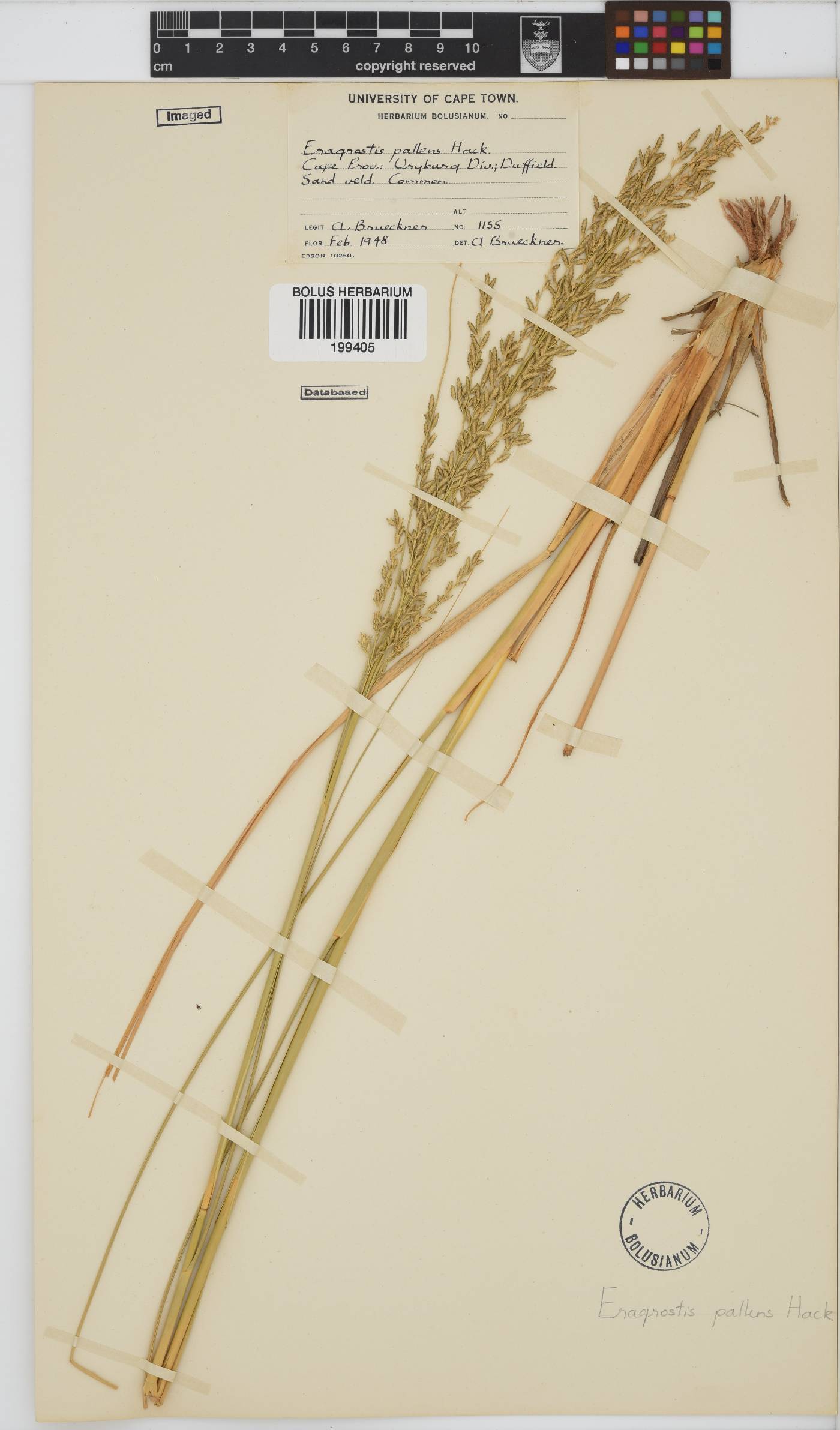 Eragrostis pallens image