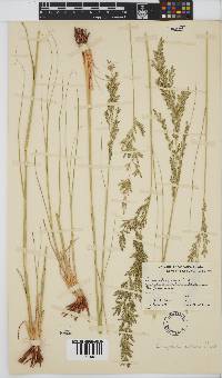 Eragrostis pallens image