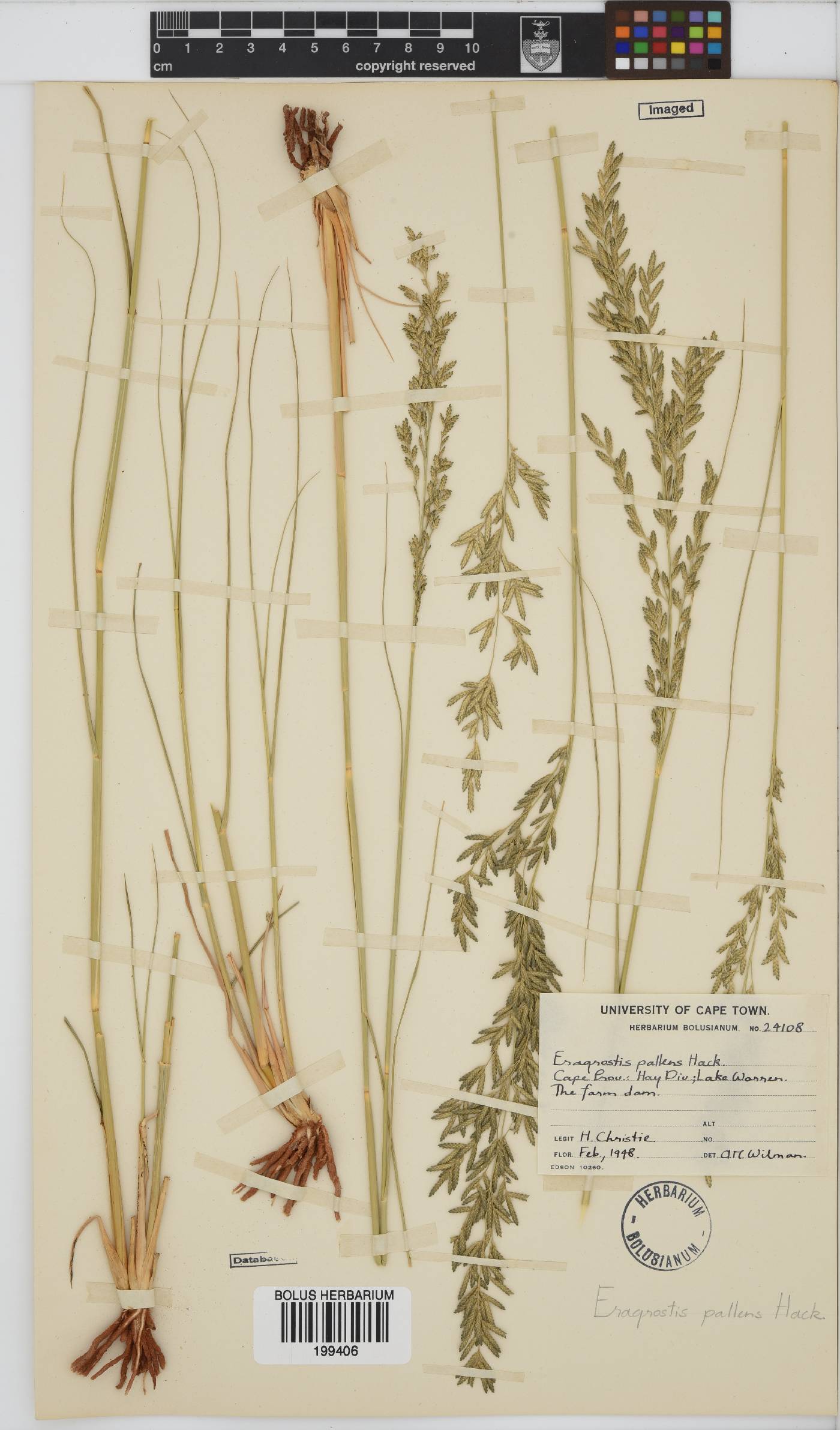 Eragrostis pallens image